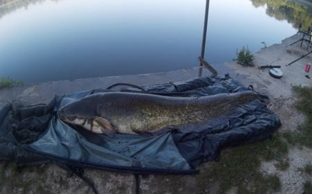 A catfish from Brocard Large, Swim 6, Jul 2014