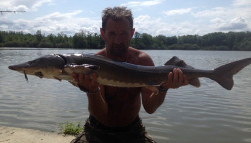 A sturgeon from Brocard Large, Swim 6, Aug 2014