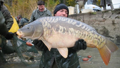 A carp from Brocard Large, Nov 2012