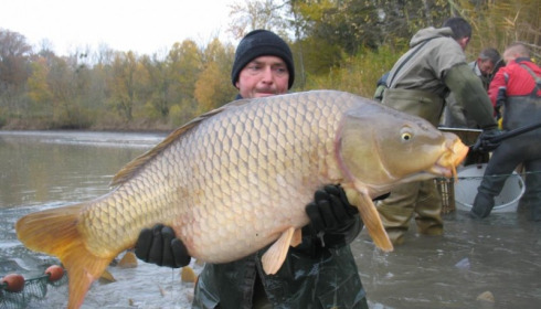 A carp from Brocard Large, Nov 2012