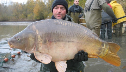 A carp from Brocard Large, Nov 2012