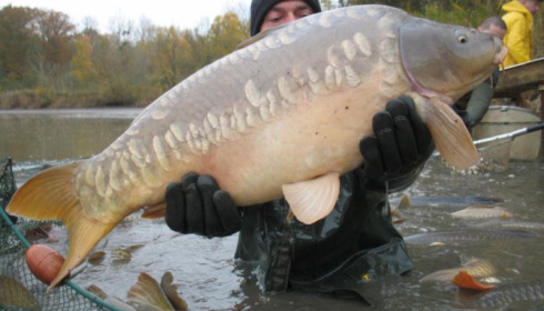 A carp from Brocard Large, Nov 2012