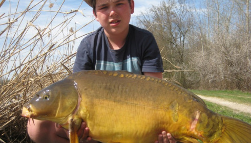 A carp from Brocard Large, Swim 11, Apr 2015