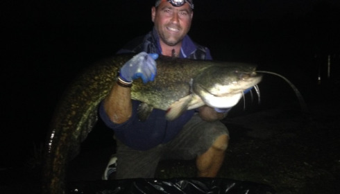 A catfish from Brocard Large, Swim 6, Aug 2014