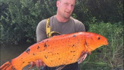 A 21 lb 4 oz carp from Brocard Large, Ashley Batten, Jun 2018