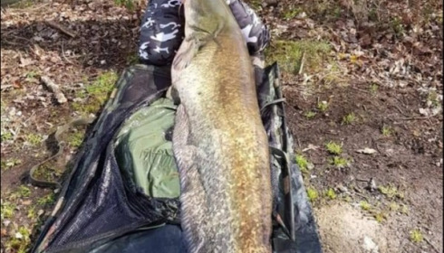 A catfish from Brocard Large, Mar 2019