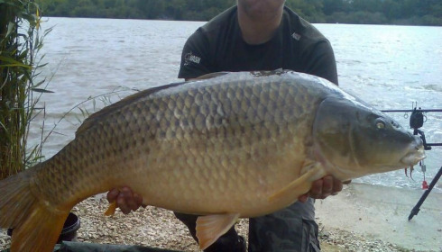 A carp from Brocard Large, Swim 6, Sep 2015