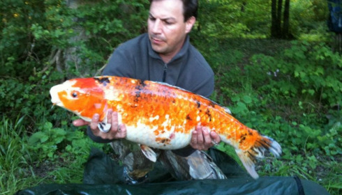 A carp from Brocard Large, Apr 2013