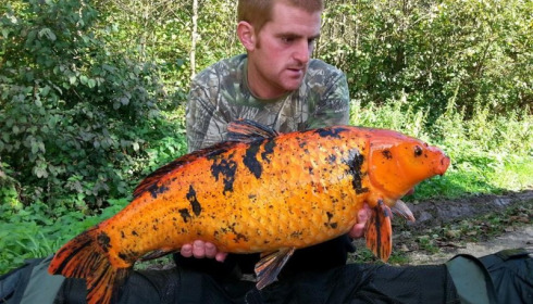 A carp from Brocard Large, Swim 5 , Oct 2014