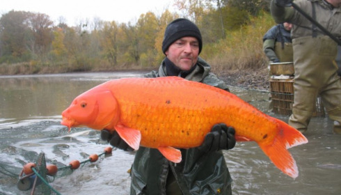 A carp from Brocard Large, Nov 2012