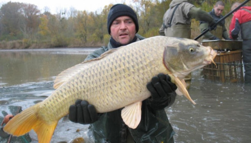 A carp from Brocard Large, Nov 2012