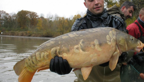 A carp from Brocard Large, Nov 2012