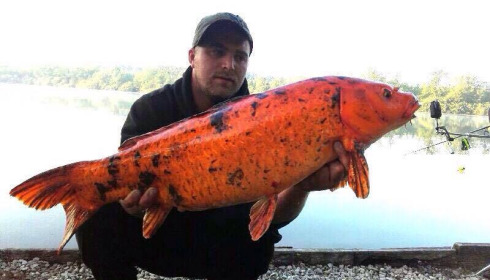A carp from Brocard Large, Charles Lenfant, Jun 2015