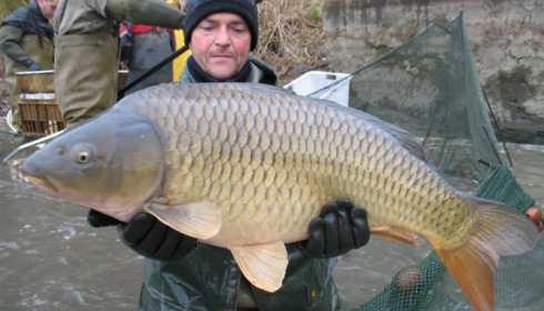 A carp from Brocard Large, Nov 2012