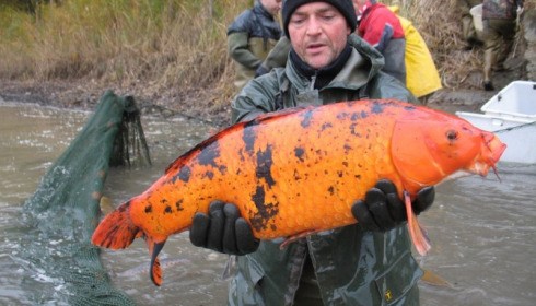 A carp from Brocard Large, Nov 2012