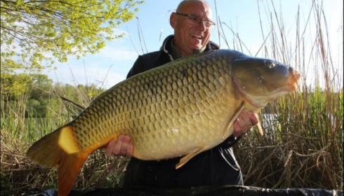 A carp from Brocard Large, May 2019