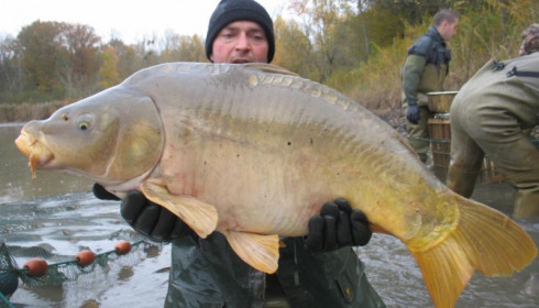 A carp from Brocard Large, Nov 2012