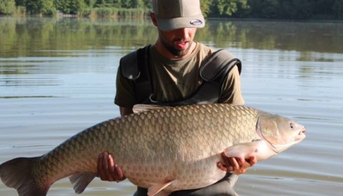 A carp from Brocard Large, Aug 2016