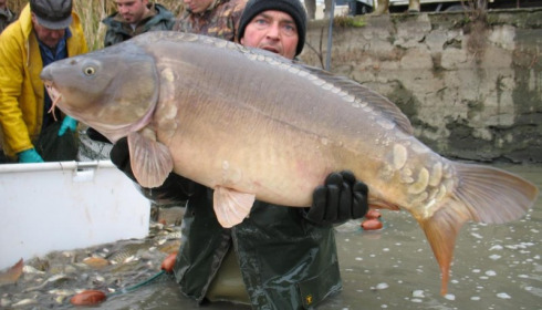 A carp from Brocard Large, Nov 2012