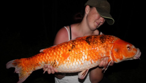 A carp from Brocard Large, Aug 2019