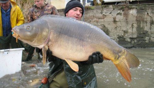 A carp from Brocard Large, Nov 2012