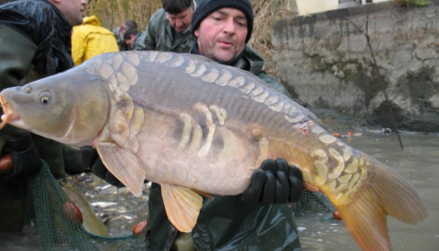 A carp from Brocard Large, Nov 2012