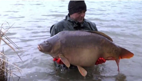 A carp from Brocard Large, January Stocking, Jan 2014