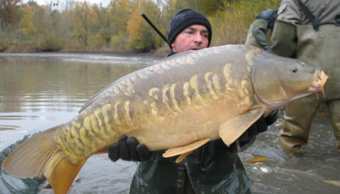 A carp from Brocard Large, Nov 2012