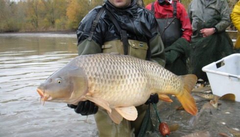 A carp from Brocard Large, Nov 2012