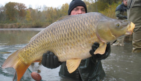 A carp from Brocard Large, Nov 2012