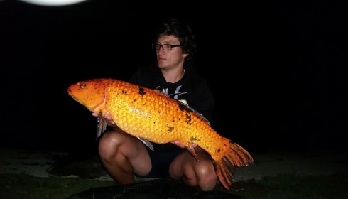 A carp from Brocard Large, Swim 6, Jul 2014