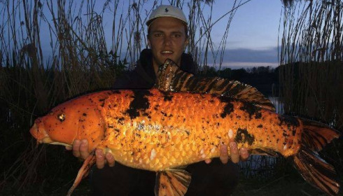 A carp from Brocard Large, Swim 5, May 2016