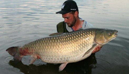 A carp from Brocard Large, Jun 2017