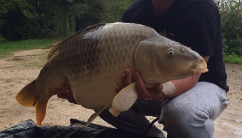 A 49 lb 8 oz carp from Brocard Large, Bert Rohrich, Sep 2014