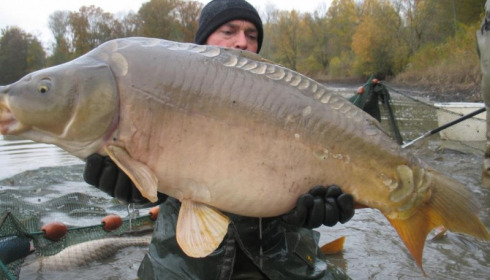 A carp from Brocard Large, Nov 2012