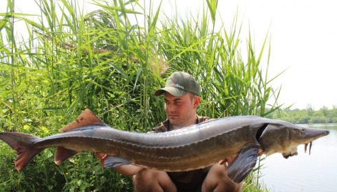 A sturgeon from Brocard Large, Jun 2014