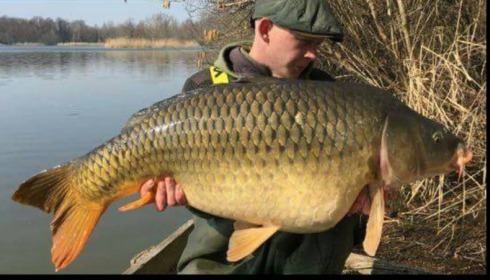 A carp from Brocard Large, Swim 8, Mar 2016