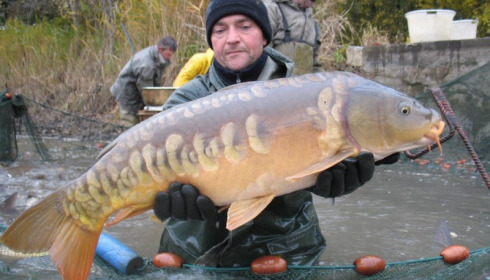 A carp from Brocard Large, Nov 2012