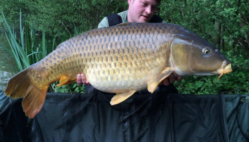 A carp from Brocard Large, Swim 12, May 2015