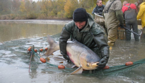 A grass carp from Brocard Large, Nov 2012