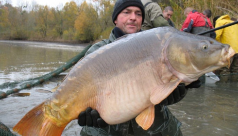 A carp from Brocard Large, Nov 2012
