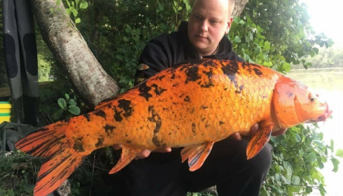 A carp from Brocard Large, Swim 8, Sep 2017