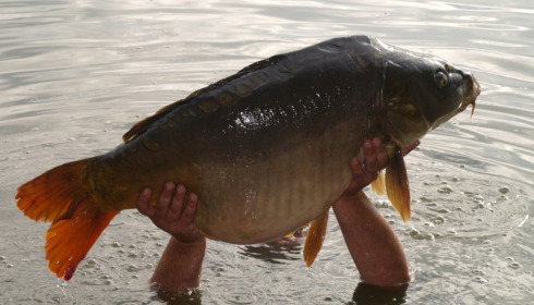 A carp from Brocard Large, Sep 2014