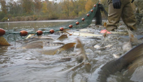 A carp from Brocard Large, Nov 2012