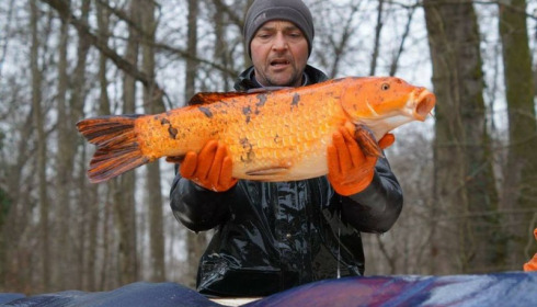 A carp from Brocard Small, Mar 2016