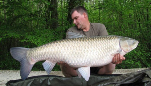 A 62 lb grass carp from Brocard Small, Apr 2014