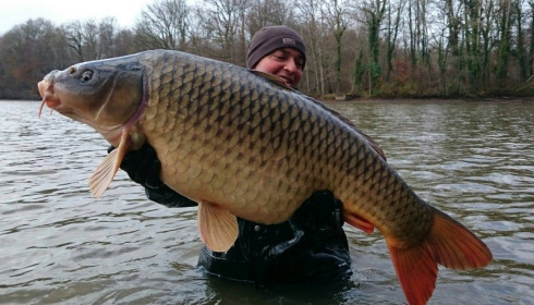 A carp from Brocard Small, 2014 Netting / Stock Check, Dec 2014