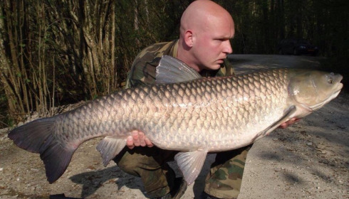 A grass carp from Brocard Small, Apr 2014