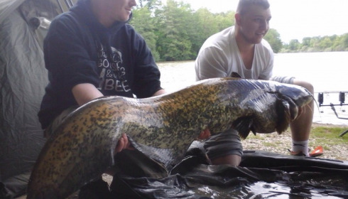 A 71 lb catfish from Brocard Small, May 2015
