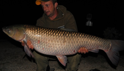 A grass carp from Brocard Small, Swim 4, Aug 2015